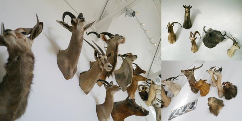 taxidermy0